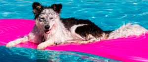 Cachorro na piscina
